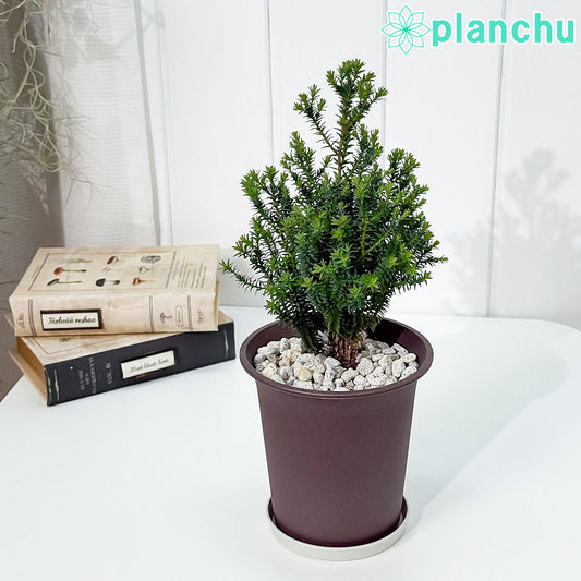 PLANCHU 観葉植物 コニファー レッドスター 4号鉢 受け皿付き 育て方説明書付き Chamaecyparis thyoides ‘Purple Heather’ パープルフェザー 庭木 植木 針葉樹 クリスマスツリー