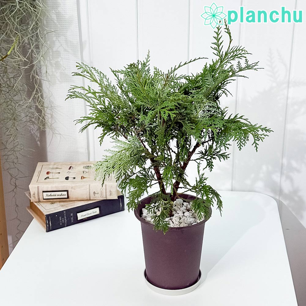 PLANCHU 観葉植物 コニファー グロボーサ 4号鉢 受け皿付き 育て方説明書付き Thuja occidentalis ‘Globosa’ 庭木 植木 針葉樹 クリスマスツリー