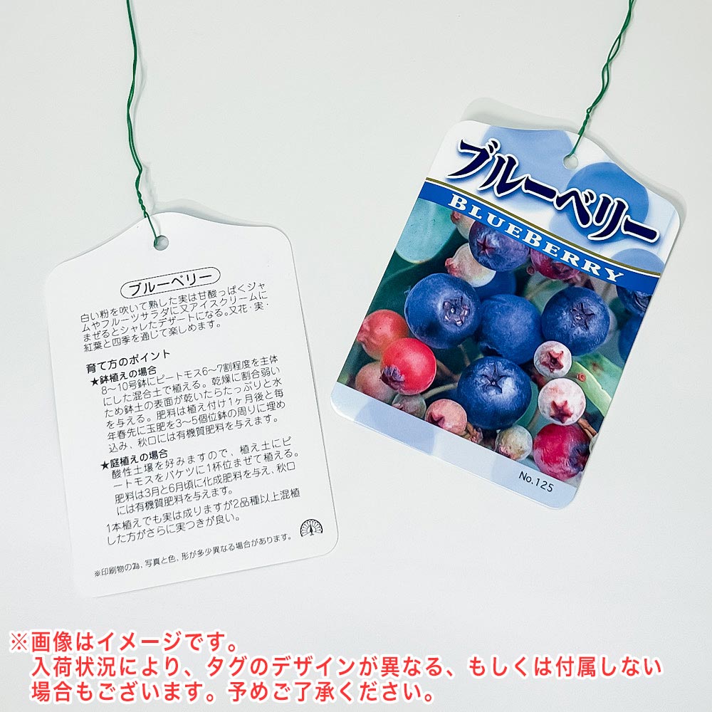 PLANCHU 果樹 ブルーベリー ホームベル 7号鉢 受け皿付き 育て方説明書付き Vaccinium virgatum ‘Home Bell’ ラビットアイ系 苗木 庭木