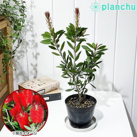 PLANCHU 花木 カリステモン レッド 4号ポット Callistemon ブラシノキ キンポウジュ 金宝樹 オージープランツ 庭木