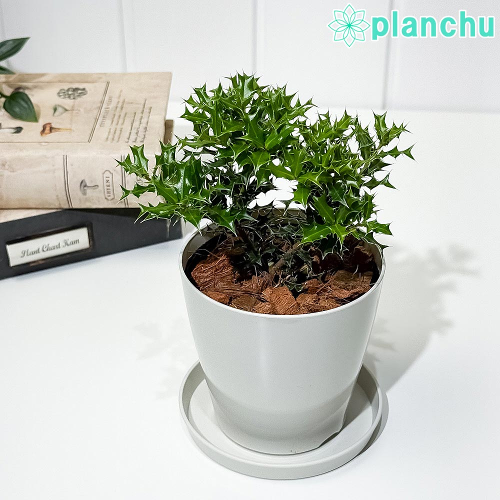 PLANCHU 花木 イレックス ヒメヒイラギ 3.5号鉢 受け皿付き Ilex dimorphophylla アマミヒイラギモチ 魔除け木 庭木 観葉植物