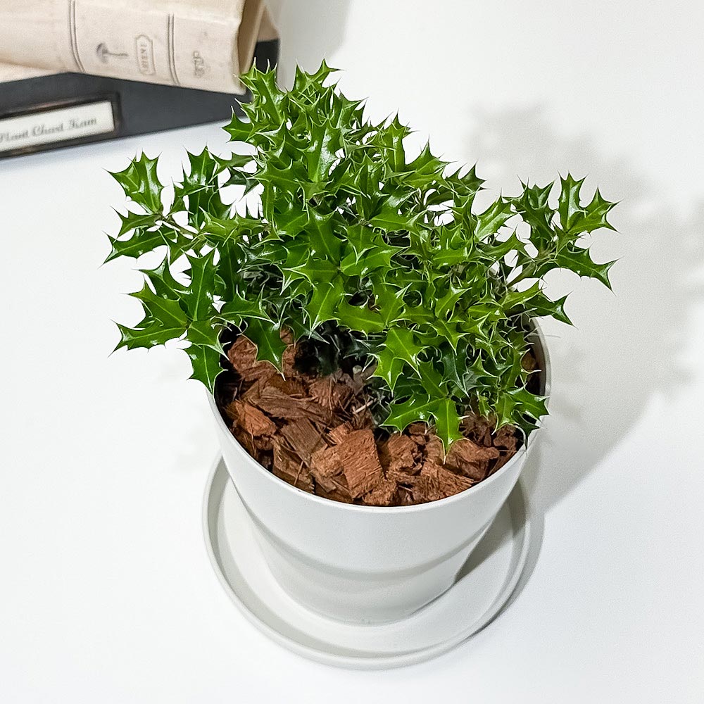 PLANCHU 花木 イレックス ヒメヒイラギ 3.5号鉢 受け皿付き Ilex dimorphophylla アマミヒイラギモチ 魔除け木 庭木 観葉植物