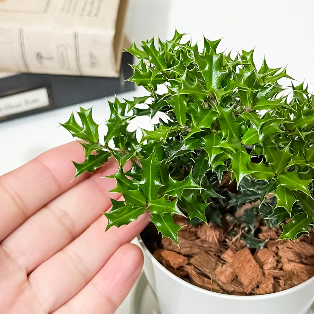PLANCHU 花木 イレックス ヒメヒイラギ 3.5号鉢 受け皿付き Ilex dimorphophylla アマミヒイラギモチ 魔除け木 庭木 観葉植物