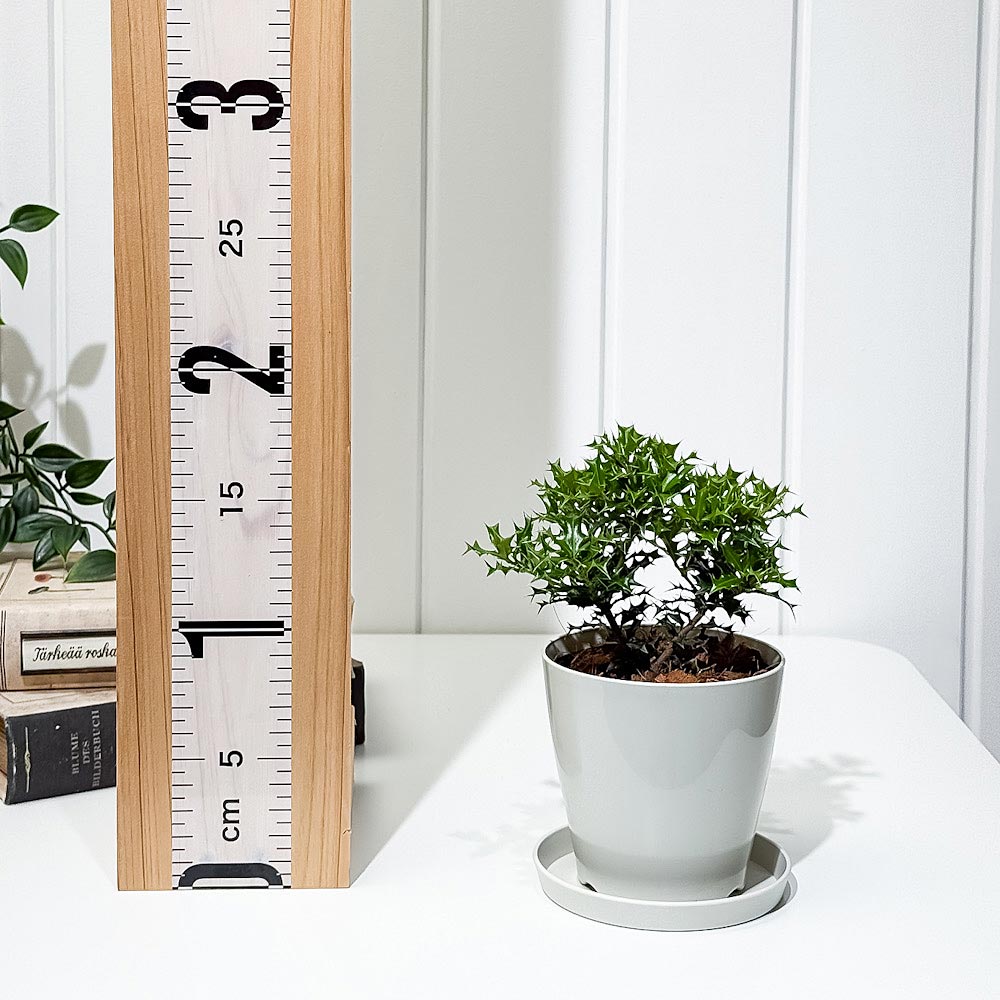 PLANCHU 花木 イレックス ヒメヒイラギ 3.5号鉢 受け皿付き Ilex dimorphophylla アマミヒイラギモチ 魔除け木 庭木 観葉植物