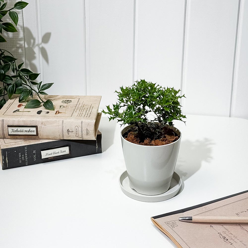 PLANCHU 花木 イレックス ヒメヒイラギ 3.5号鉢 受け皿付き Ilex dimorphophylla アマミヒイラギモチ 魔除け木 庭木 観葉植物