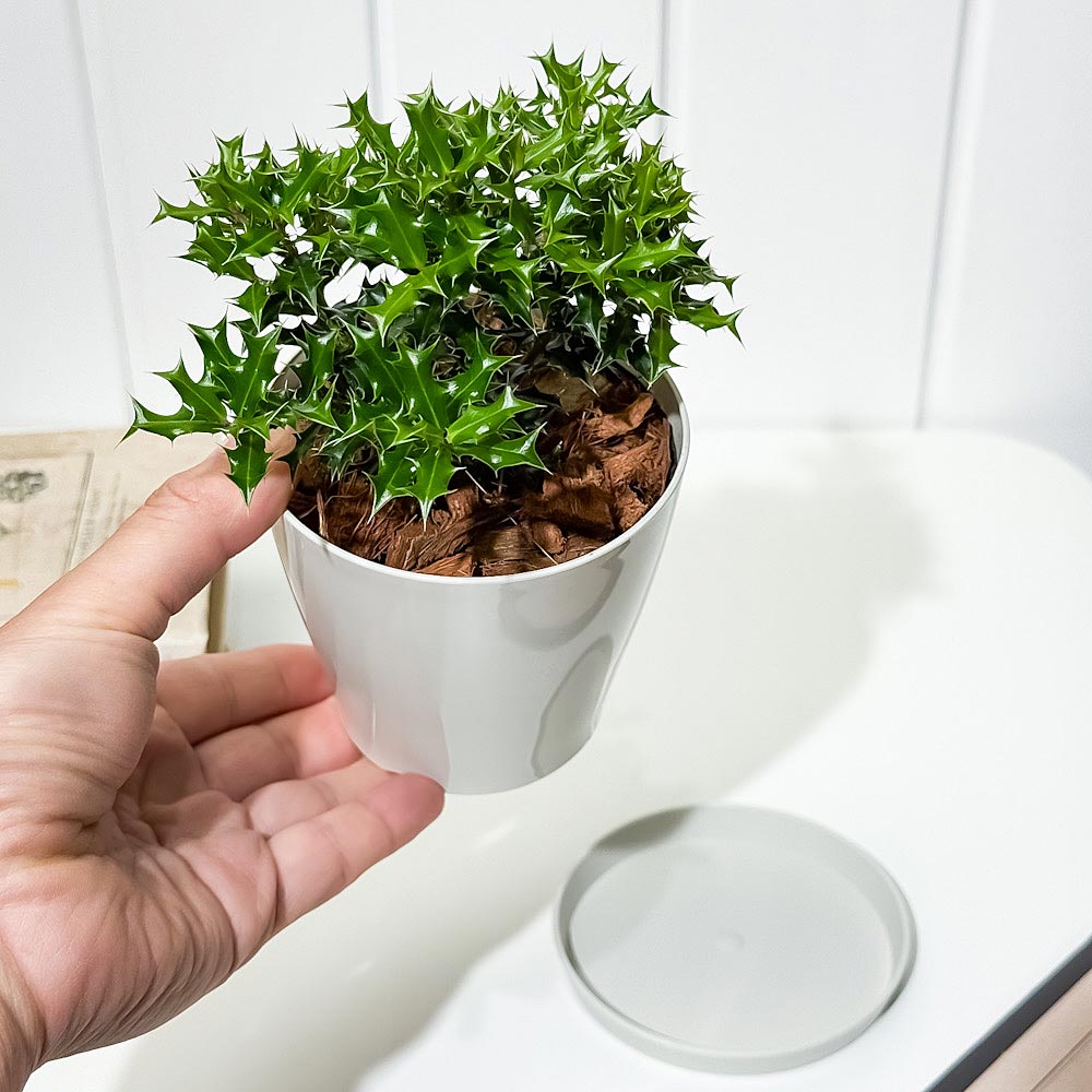 PLANCHU 花木 イレックス ヒメヒイラギ 3.5号鉢 受け皿付き Ilex dimorphophylla アマミヒイラギモチ 魔除け木 庭木 観葉植物