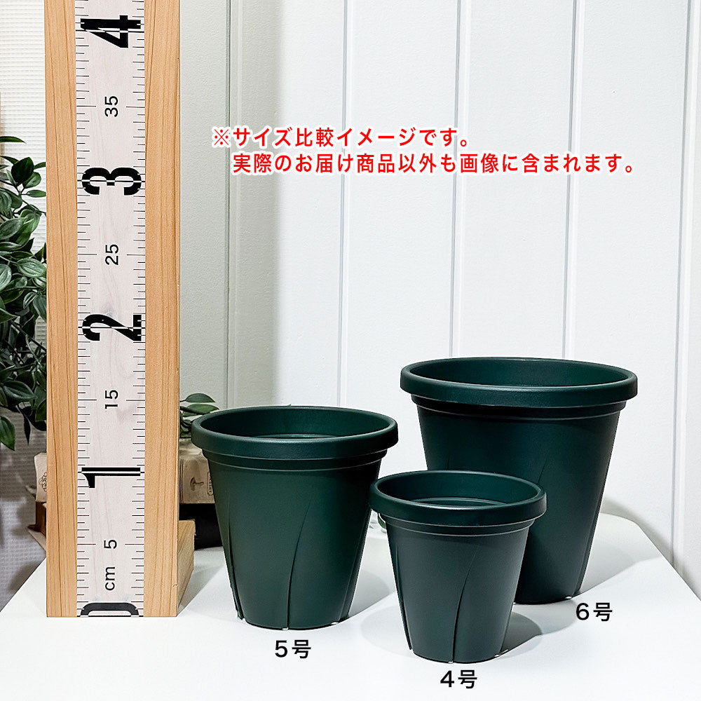 大和プラスチック 根はり鉢 5号 ダークグリーン 直径14.5cm×高さ13.5cm