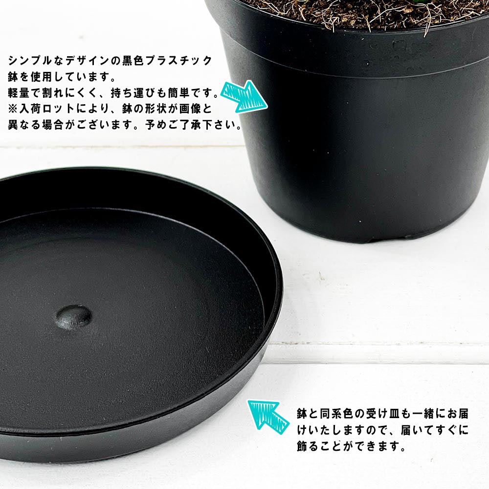 PLANCHU 観葉植物 サンセベリア カタナ ミカドタイプ 3号鉢 受け皿付き