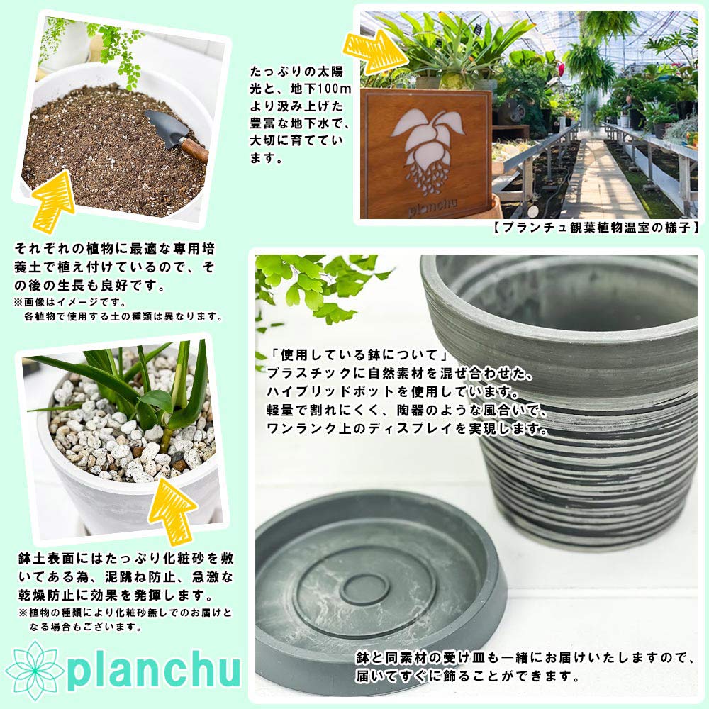 PLANCHU 観葉植物 マンガベ バッドヘアデイ 5号樹脂鉢 カーヴダークグレー サスティー付き 受け皿付き 育て方説明書付き PVP アガベ マンフレダ 多肉植物