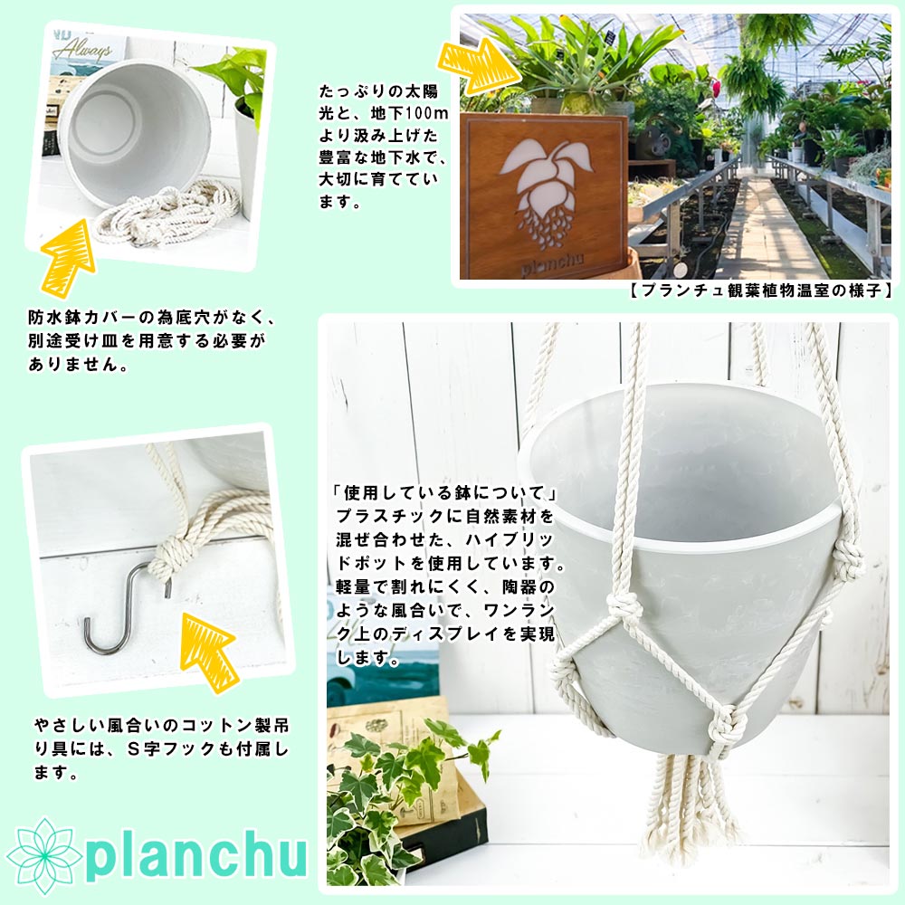 PLANCHU 観葉植物 ポトス ゴールデン 5号鉢 樹脂製ハンギング鉢カバー付き 育て方説明書付き