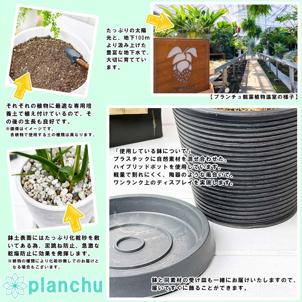 PLANCHU 観葉植物 パキポディウム ゲアイー 3号樹脂鉢 ダークグレー