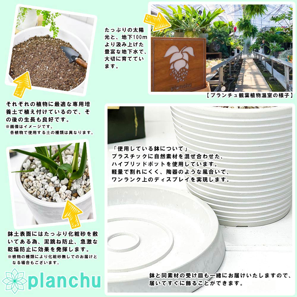 PLANCHU 観葉植物 ソテツ 3.5号樹脂鉢 ミディホワイト サスティー付き 受け皿付き 育て方説明書付き Cycas revoluta 蘇鉄 生きた化石