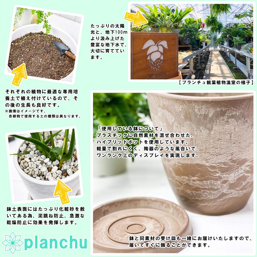 PLANCHU 観葉植物 モンキーツリー 4号樹脂鉢 ベージュ サスティー付き 受け皿付き 育て方説明書付き Senecio kleinia neriifolia セネシオ クレイニア 天竜 多肉植物