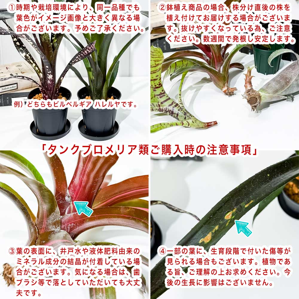 PLANCHU 観葉植物 ビルベルギア ピンクパッチーズ 5号鉢 受け皿付き