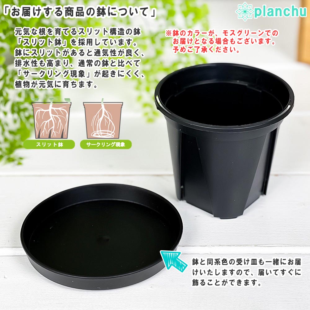 PLANCHU 観葉植物 フリーセア スプレンデンス 4号スリット鉢 受け皿付き 育て方説明書付き Vriesea splendens トラフアナナス ブロメリア タンクブロメリア