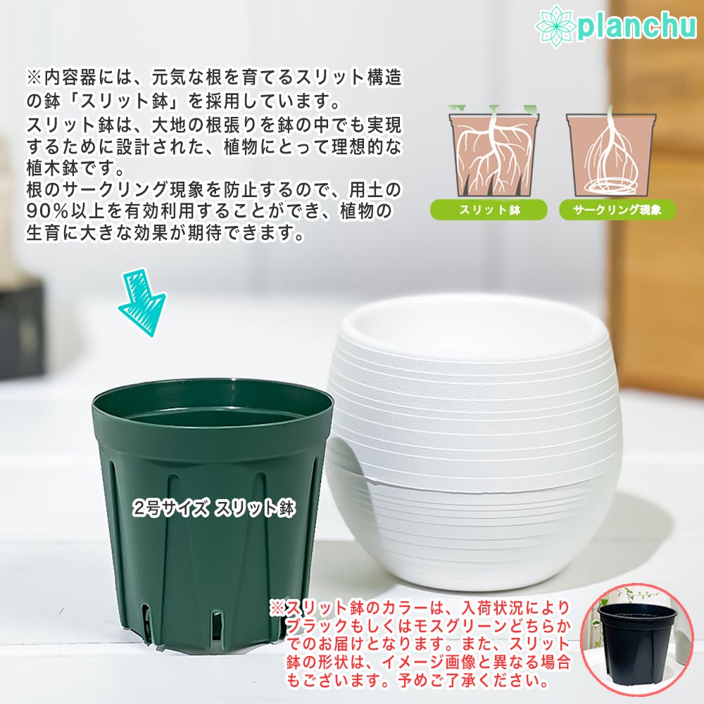 PLANCHU 観葉植物 アロカシア アマゾニカ ポリー 3号丸鉢 受け皿付き