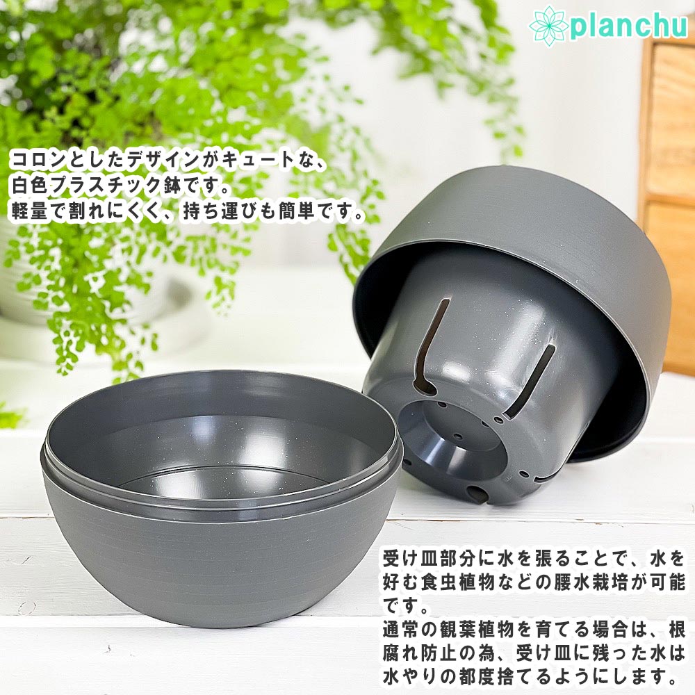 PLANCHU 食虫植物 サラセニア レウコフィラ レッド 4.5号丸鉢 受け皿付き 育て方説明書付き Sarracenia leucophylla ‘Red’ ヘイシソウ 瓶子草