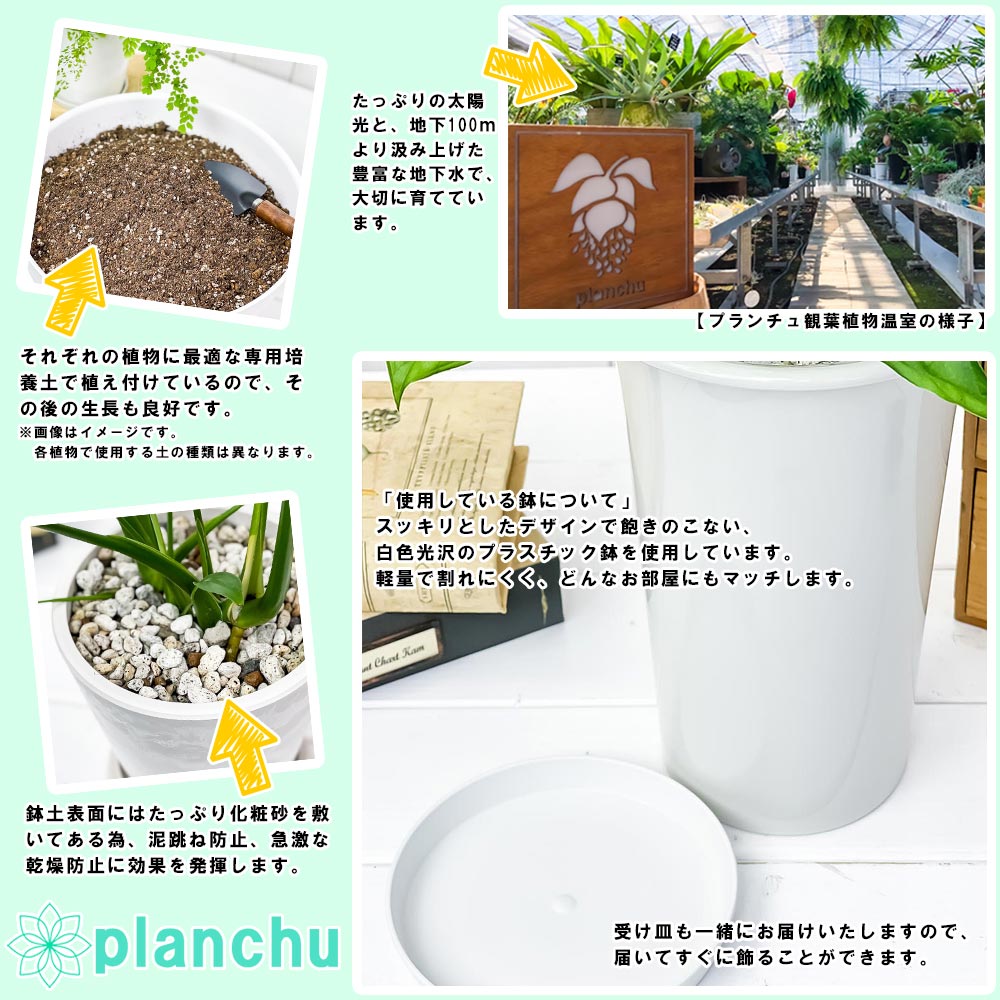 PLANCHU 観葉植物 ディクソニア アンタルクティカ 5号ロング鉢 受け皿