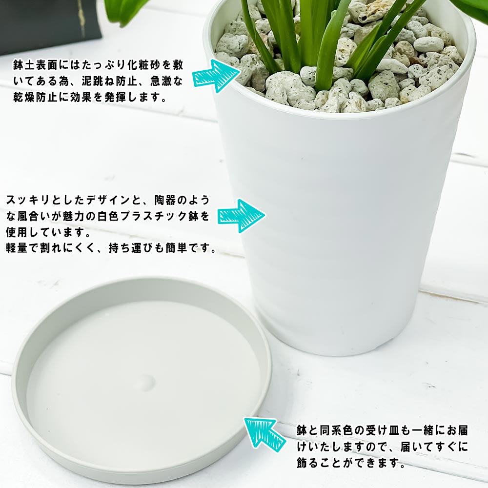 PLANCHU 観葉植物 マドカズラ モンステラ フリードリヒスターリー 3.5号ロング鉢 受け皿付き 育て方説明書付き Monstera friedrichsthalii アロイド