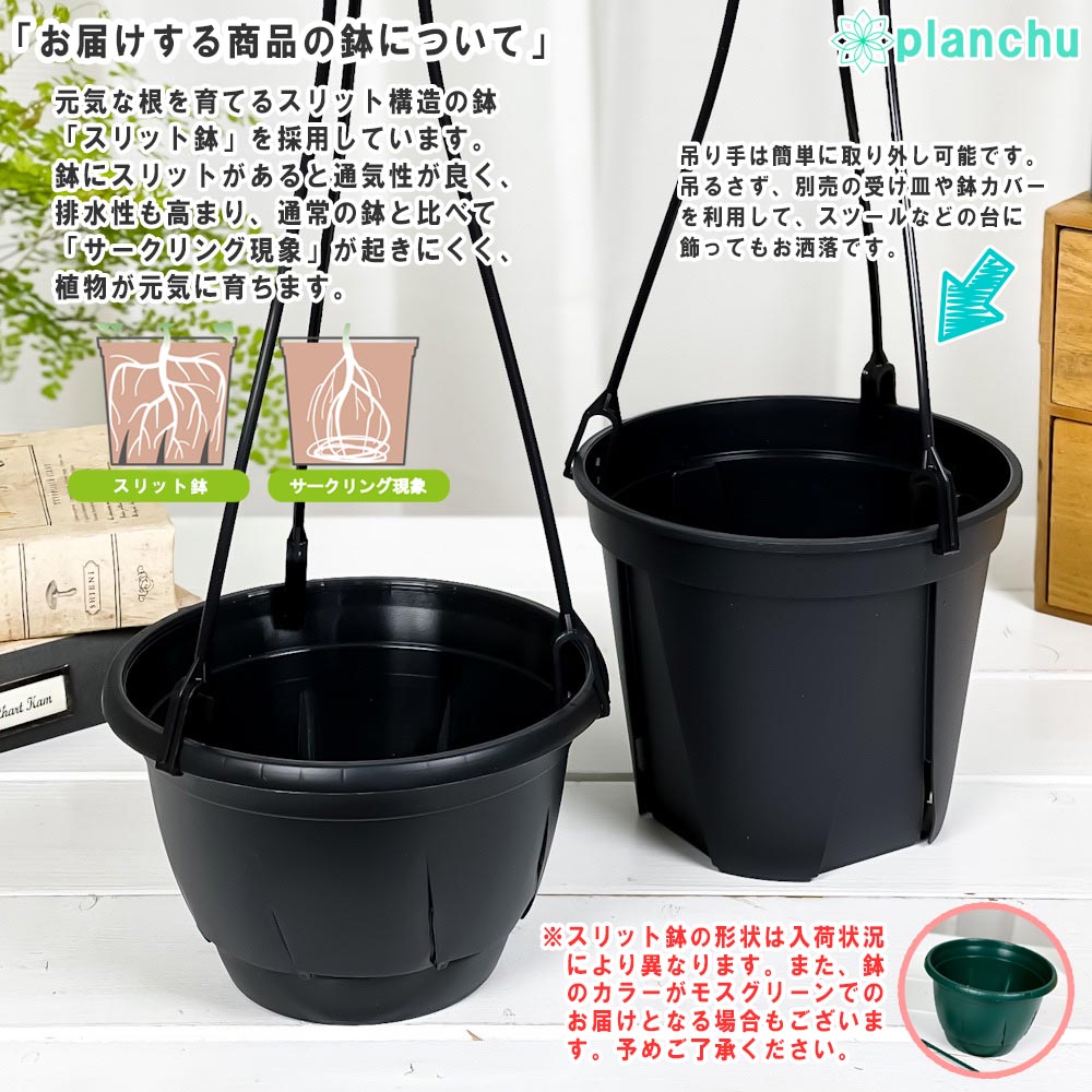 PLANCHU 観葉植物 ホヤ プビフェラ 4号吊り鉢 育て方説明書付き Hoya